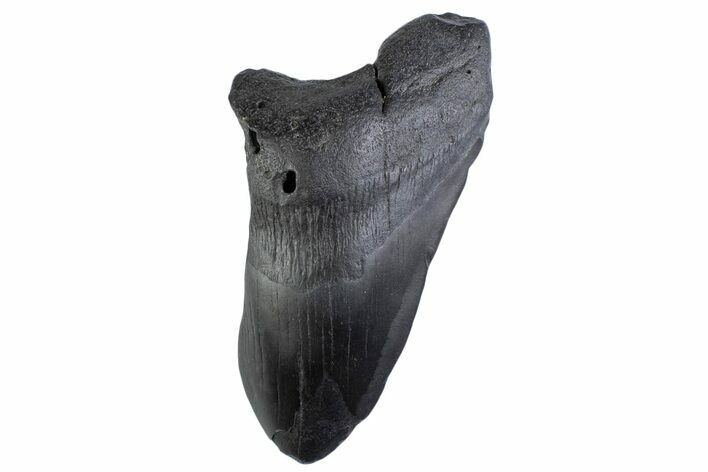Partial Fossil Megalodon Tooth - South Carolina #374898